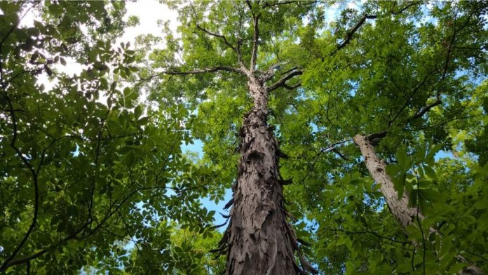Hickory trees in Georgia From Native American roots to modern day