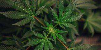 The Attorney General of Georgia Chris Carr has joined a group of 39 other attorneys general from both parties in asking Congress to act right away to stop the sale of unregulated THC products that are becoming more dangerous to public safety.