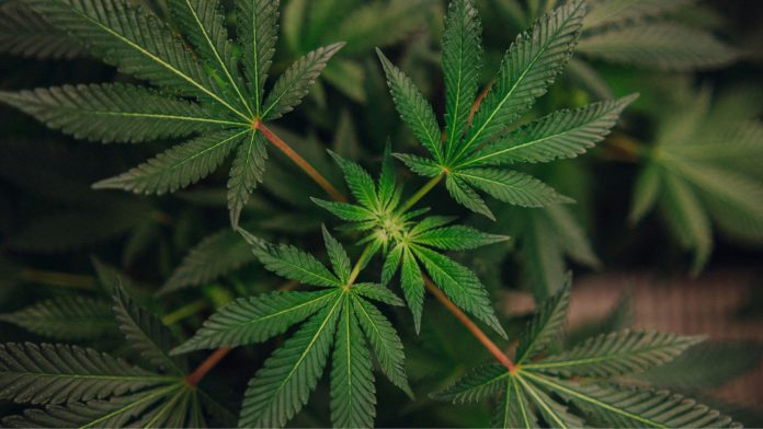 The Attorney General of Georgia Chris Carr has joined a group of 39 other attorneys general from both parties in asking Congress to act right away to stop the sale of unregulated THC products that are becoming more dangerous to public safety.