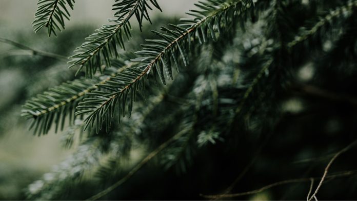 On Saturday, January 3, 2026, from 8:30 a.m. to 3:00 p.m., people can drop off their trees at The Home Depot parking lot at 5300 Windward Parkway