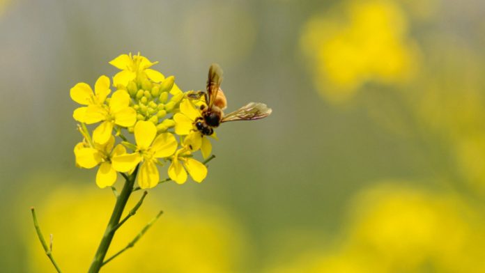 Honeybee swarming season has arrived, and while a sudden cluster of bees may look alarming at first glance, experts say it is usually a temporary and important stage in the life of a colony.