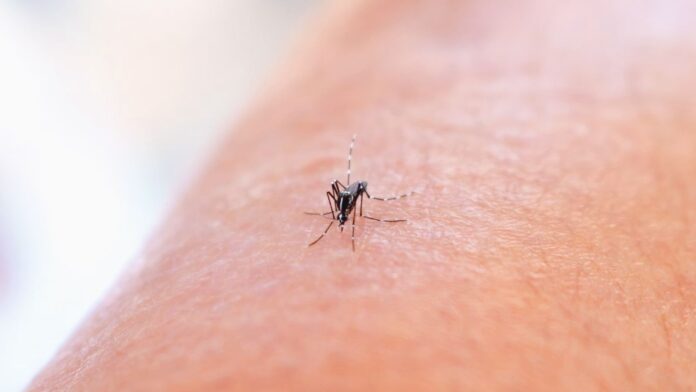 A single mosquito trap in Atlanta has delivered a warning bigger than its size. Mosquitoes collected in Grant Park have tested positive for West Nile virus, confirming that infected insects are active in the area.