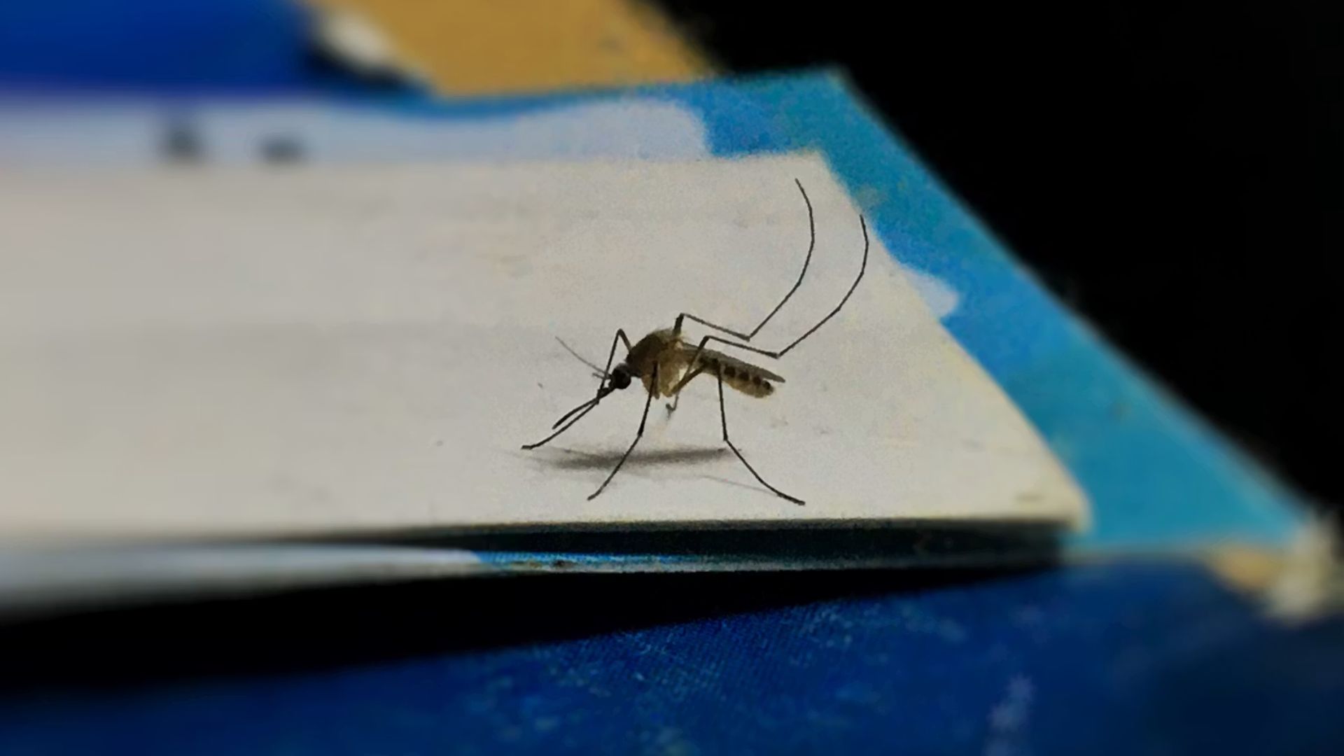 A single mosquito trap in Atlanta has delivered a warning bigger than its size. Mosquitoes collected in Grant Park have tested positive for West Nile virus, confirming that infected insects are active in the area.