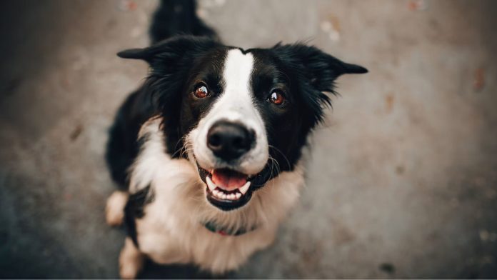 The event is scheduled for Sunday, October 25, from 11 a.m. to 2 p.m. at Fetch Park Buckhead, 309 Buckhead Ave. NE. Admission to Fetch Park Buckhead is free for humans.